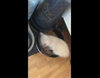 Grey kitten stands in eats food bowl 