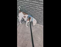 Dog rubs body against side of building 