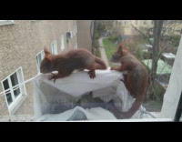 Bunch of baby squirrels crawl near window 
