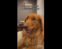 Dog loves to listen cuddle with mom 