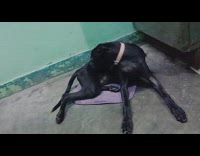 Dog name called and growls low sound