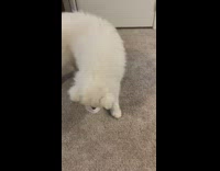 White samoyed puppy dog wears face mask