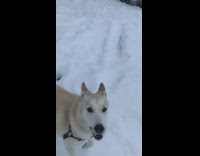 dog huskies in snow howling next to man in black