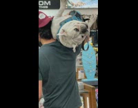 Guy carries white bulldog on shoulder in store 
