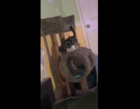 Grey white kitten falls slides off tower 