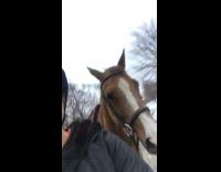 Girl walks horse gets scared