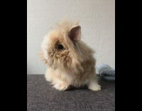 Brown bunny rabbit walks hops away 