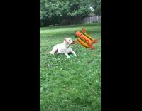 Dog sits on grass while snapchat emoji dances next to him 