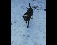 black dog jumping to catch snow in mouth 