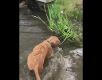 Brown puppy dog falls off yellow kayak 