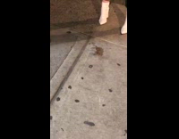 Live crab walks on sidewalk at night