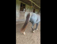 Brown baby horse runs around grass stable 
