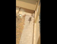 Large komodo dragon crawl on university grounds