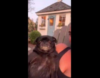 Watching sunset with black pug
