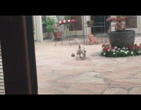 white dog barks at frog