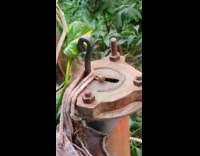 Small lizard peeks out from the old machinery