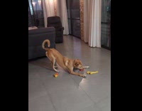 Brown dog bite play with toy on floor