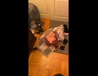 Sleeping black dog under blanket wags tail 