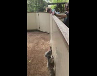 Koala trying to jump to baby on wall 
