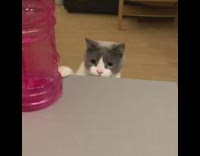 Grey cat tries to grab blue rag