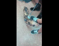 spotted pig on leash on subway train