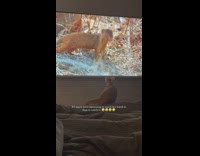 (3RD PARTY CONTENT) Cat sits on bed watches mongoose on tv 