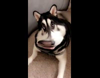 girl uses wide face filter on husky dog