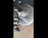 Two raccoons hold an ice cube near a case of soda 