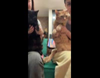 Siblings who is most likely to challenge with cats 