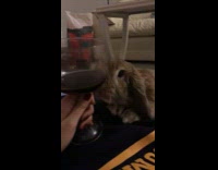 Grey rabbit wants to have a drink 