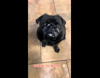 Black pug with white cream on face