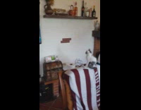 Kitten Watches Motorcycle Race on Chair Backrest