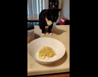 Cat reaches for pasta on the bowl