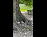 Collab WINY - Squirrel beside tree take long baguette bread