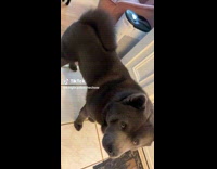 Collab Clips MPUGC - Woman flexing her dog best friend 