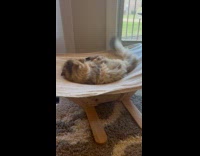 Collab PLC - Cat plays with toy on the Hammock
