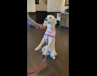 Dog eats puppicino starbuck whipped cream