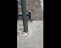 Bird on street ground feed baby bird