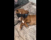 Brown puppy sleep bed with sunglasses on