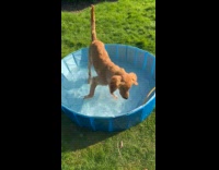 Dog first time to play in pool