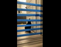 Cat tries to jump over blue tape fail 