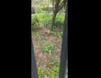 Red meat leans against tree