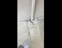 Collab BitchMP - Lizard tail detaches