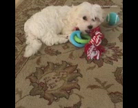 White dog plays red rope blue ball 