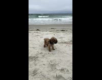 Small dog steals ball on beach from sibling 