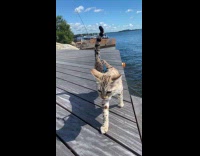 Bengal cat loves watching waves