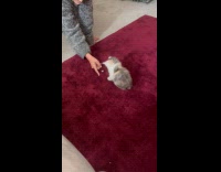 Kitten playing with small crumpled paper 