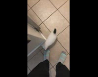 Tiny cat explores new house 