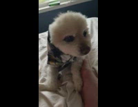 Dog with scarf tied around head like grandma