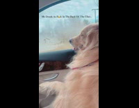 Golden retriever dog enjoying ride on car